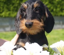 484070_250508658394831_1791616800_n