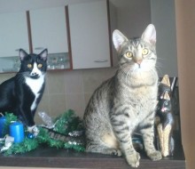 1488028_927690997262060_2897542457738690830_n