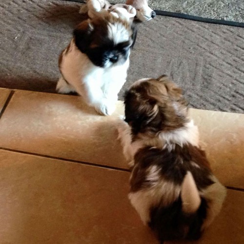 11218479_410064202516739_6728831441565129711_n 11218479_410064202516739_6728831441565129711_n