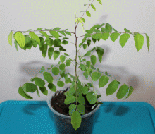 Carambola