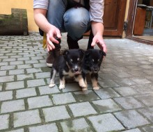 12063678_982342828523100_3838225760277350395_n