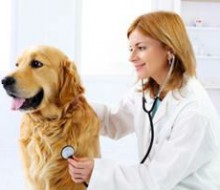 veterinar36