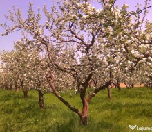 1670991_livada-de-meri-in-slimnic-sibiu-3750mp_1