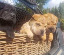 received_1126769890739277