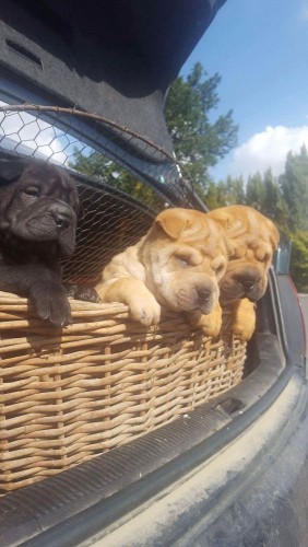 received_1126769890739277 received_1126769890739277