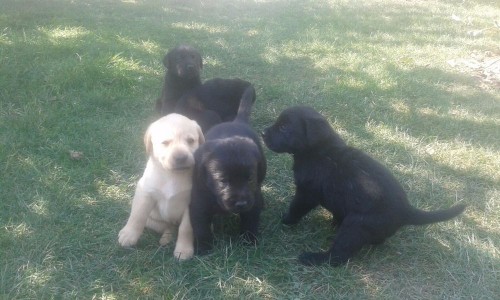 IMG-20160913-WA0021 IMG-20160913-WA0021