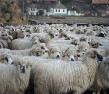 FB_IMG_1509446819213